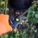 Electrical Safety Tips Every Gardener Should Know
